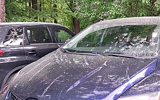 Intensywne pylenie sosen. Czy może to zagrozić naszemu zdrowiu? Intensywne pylenie sosen. Czy może to zagrozić naszemu zdrowiu?